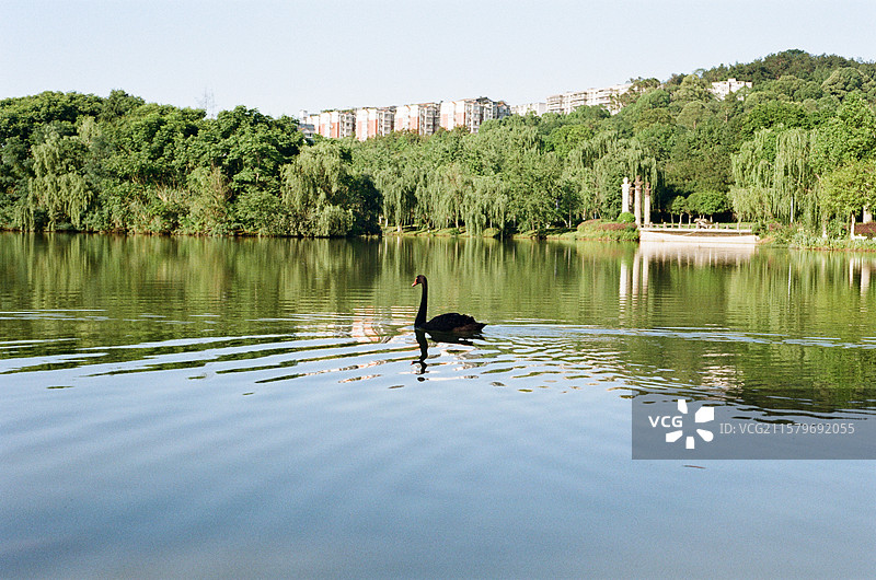 户外游湖的黑天鹅柯达胶片图片素材