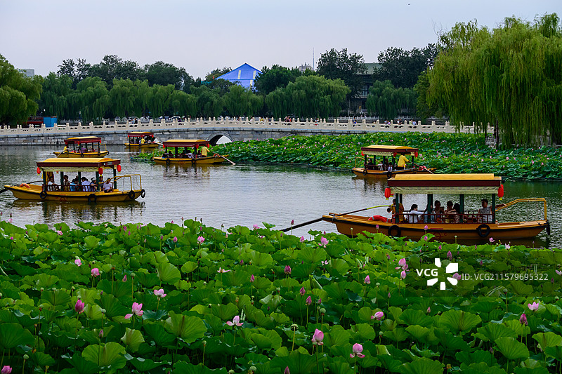 北海公园的荷塘Lotus Pond in BJ Beihai Park图片素材