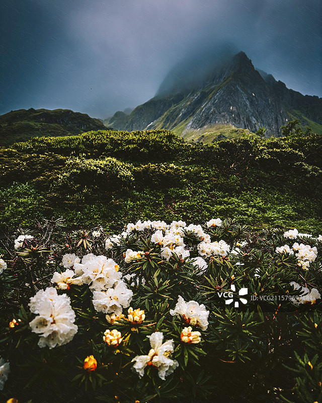 雾山花语图片素材