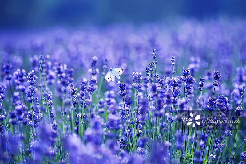 薰衣草图片素材