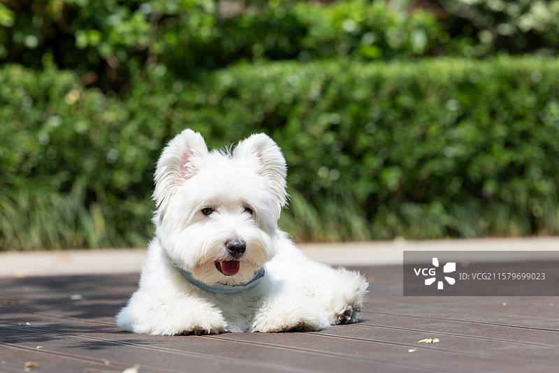 西高地白梗犬图片素材