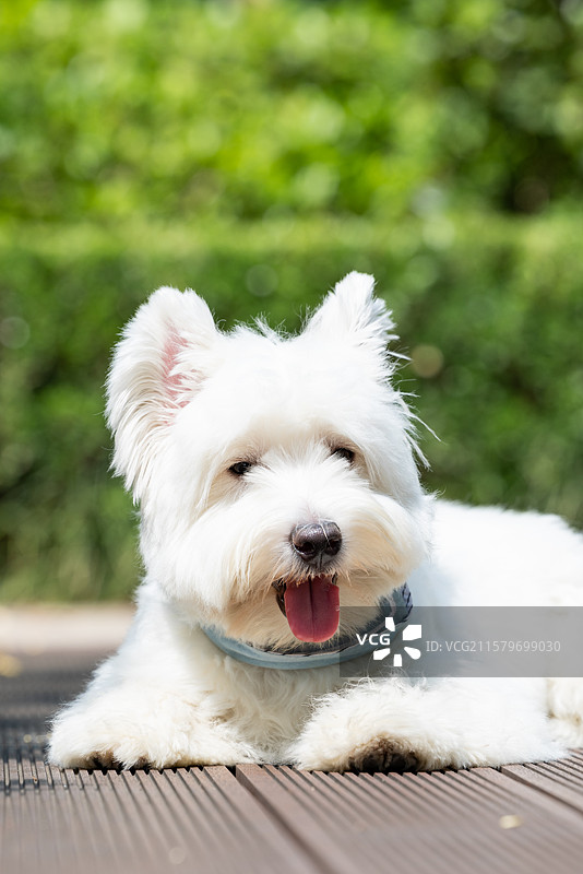 西高地白梗犬图片素材