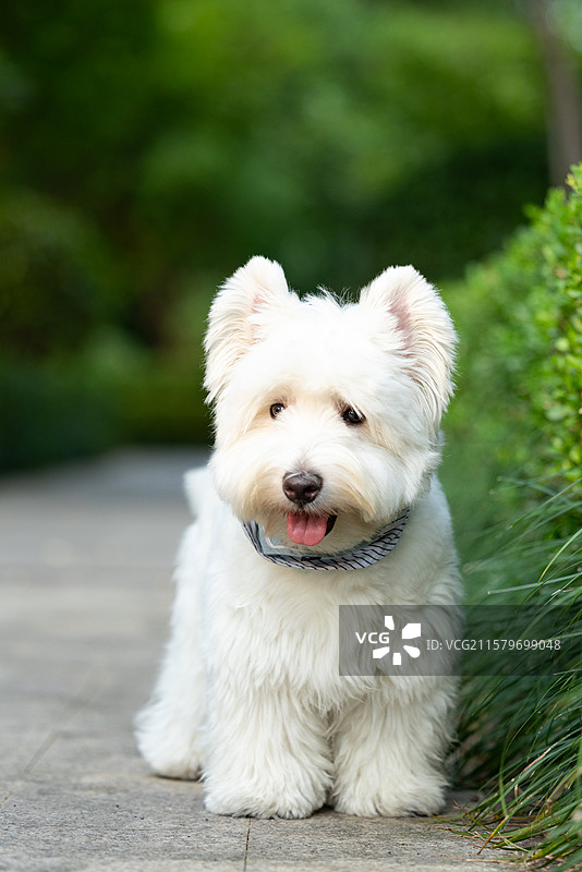 西高地白梗犬图片素材