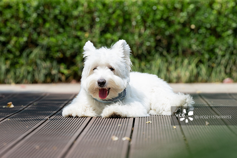 西高地白梗犬图片素材