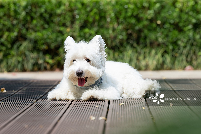 西高地白梗犬图片素材