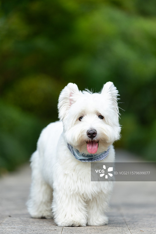 西高地白梗犬图片素材