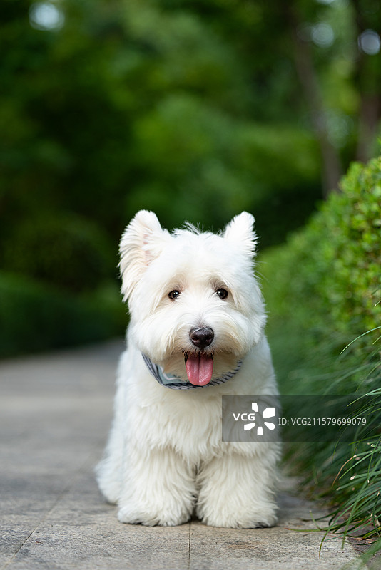 西高地白梗犬图片素材