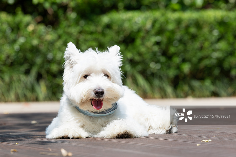 西高地白梗犬图片素材