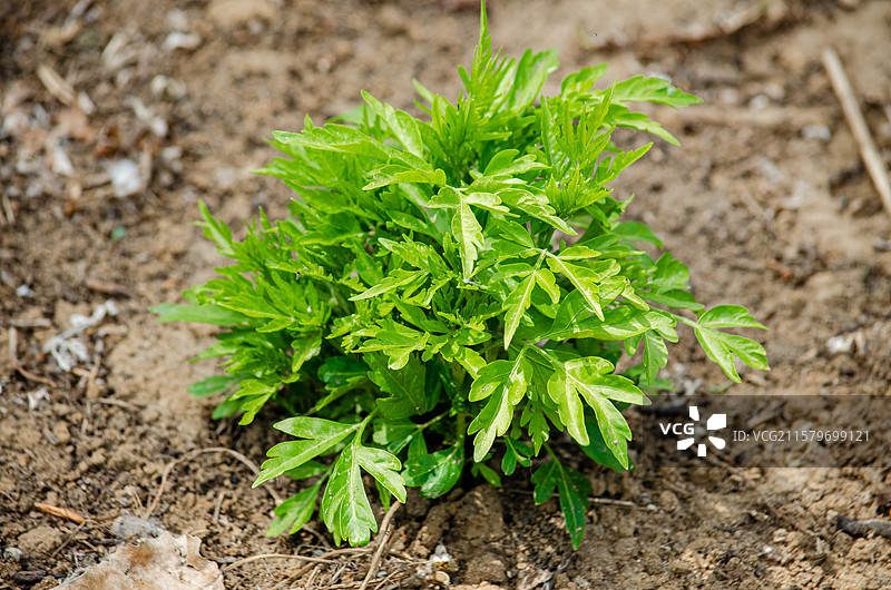 中国野生植物拍摄主题，陆地嫩枝上生长出绿色的嫩芽和绿色的树叶子，户外白昼无人图像摄影图片素材