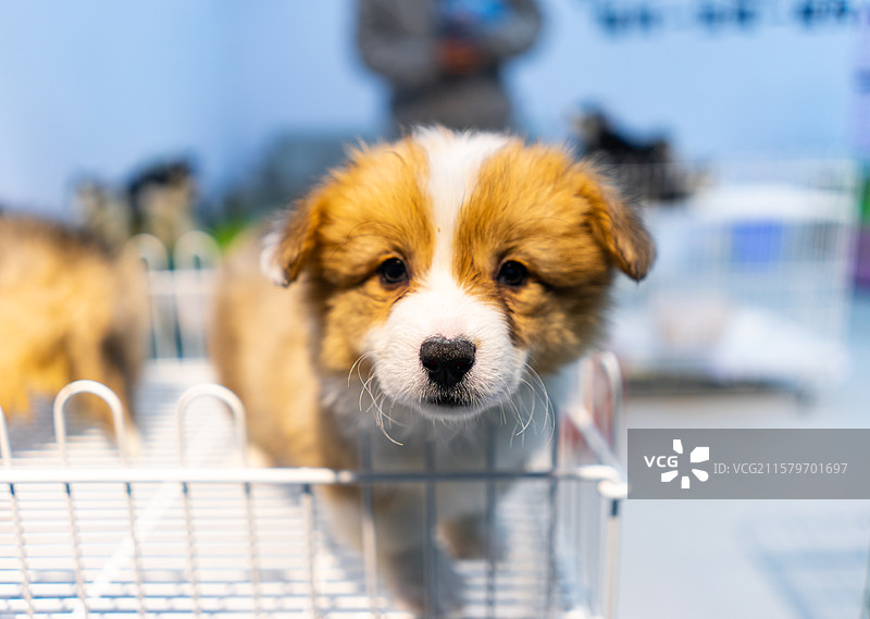 中国宠物市场动物贩卖拍摄主题，笼子里一只可爱的威尔士柯基犬狗狗，室内无人图像摄影图片素材