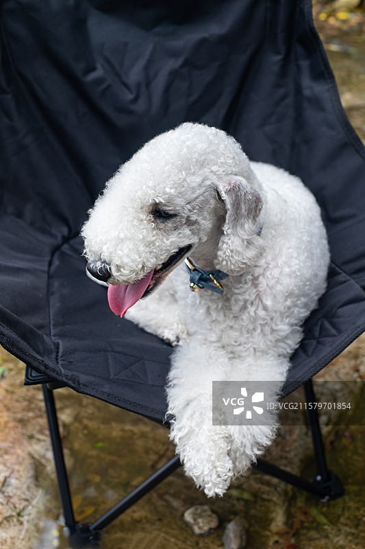 中国家庭宠物拍摄主题，一只白色的可爱的贝灵顿梗犬趴在椅子上，户外白昼无人图像摄影图片素材