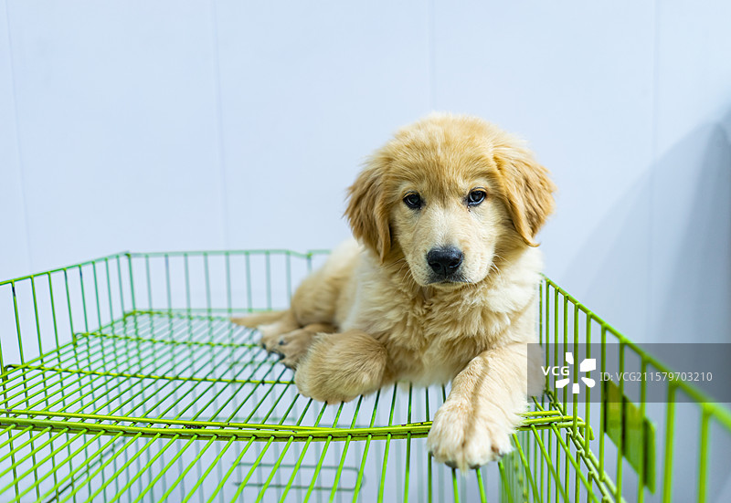 中国宠物市场动物贩卖拍摄主题，笼子里一只可爱的黑色的黄色的棕色的金毛狗狗幼犬，室内无人图像摄影图片素材