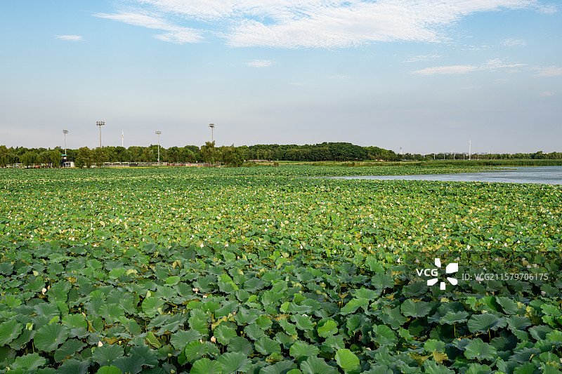 湿地荷叶与仿古桥梁构成的生态文旅画面图片素材