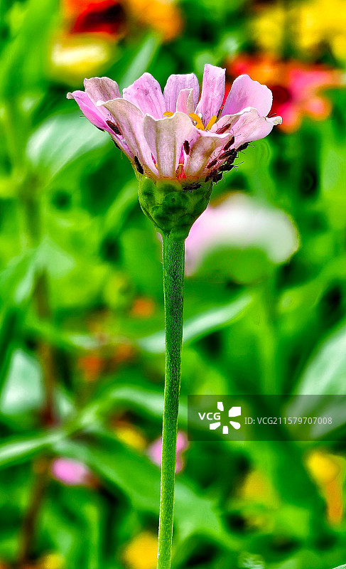 《无名小花及其身上的一群小虫子》图片素材