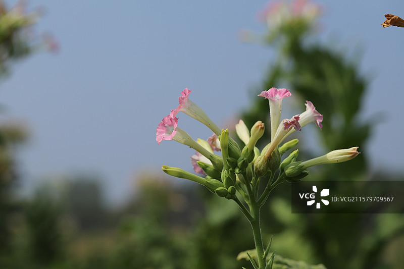 盛开的烟草花图片素材