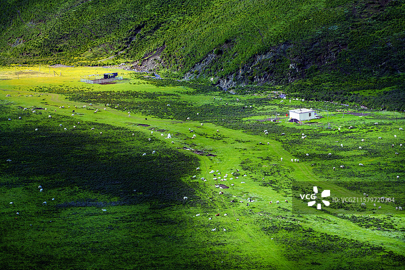 门源的浩门平原上的花海风光图片素材