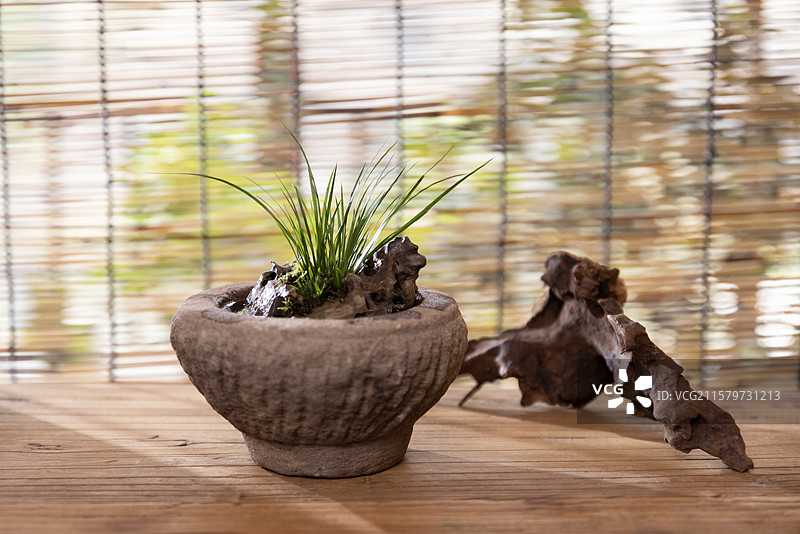 虎须菖蒲图片素材