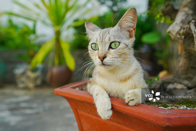 揭阳普宁市，德安里，国内规模最大的府第式古村，活着的古民居图片素材