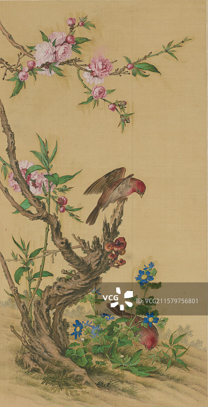 古代绘画艺术，清代，郎世宁，花鸟图轴图片素材