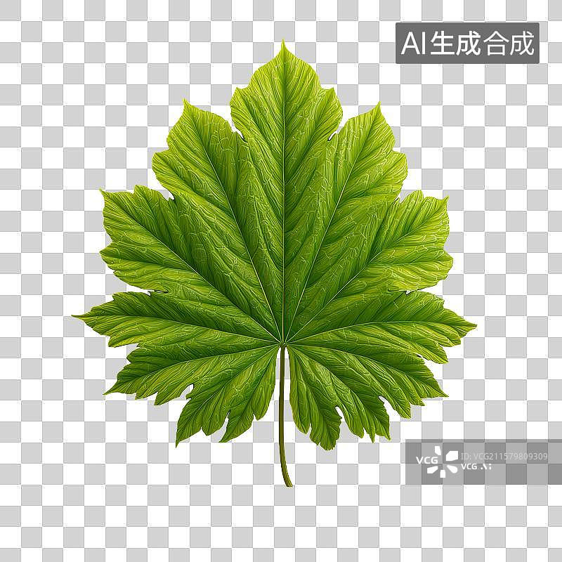 【AI数字艺术】绿色枫叶的特写图像图片素材