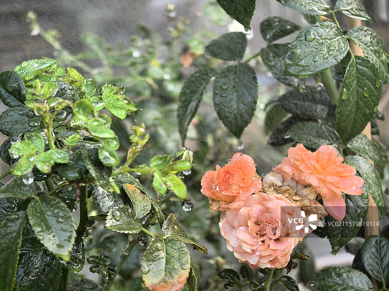 炎炎夏日绿意盎然图片素材