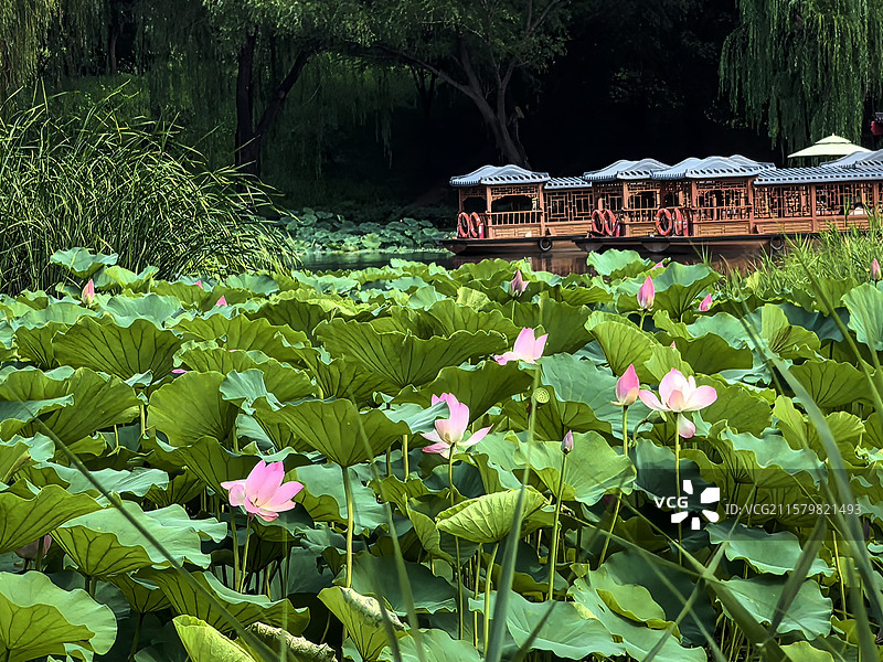 圆明园荷花图片素材