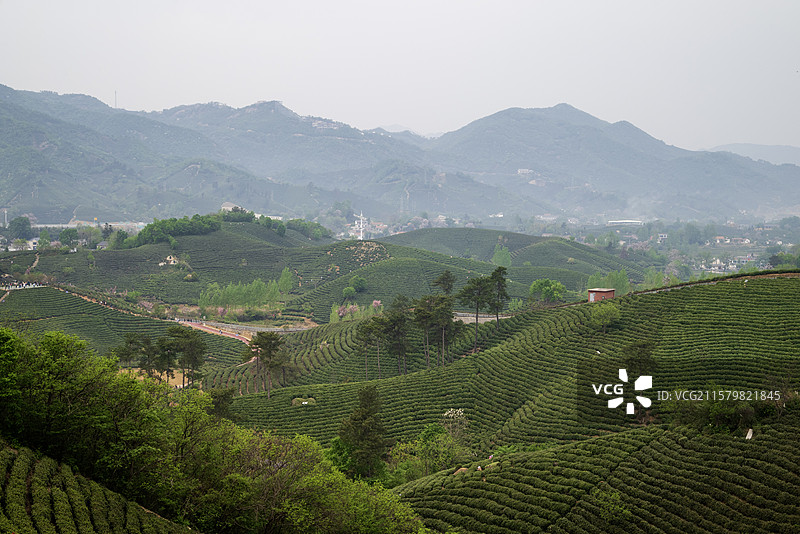 《信阳市浉河区文新茶村》 春日茶园图片素材