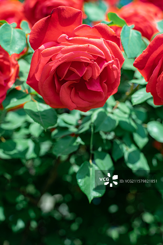 中国野生植物拍摄主题，绿色的月季花蔷薇花和玫红色粉色的花朵特写，户外白昼无人图像摄影图片素材