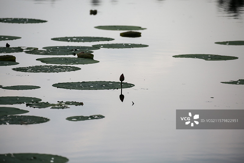 水墨荷塘意境图片素材