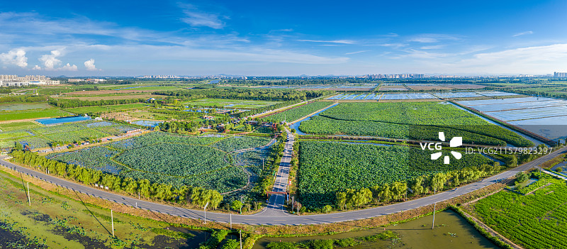 肥西县丰乐镇万亩荷花基地图片素材