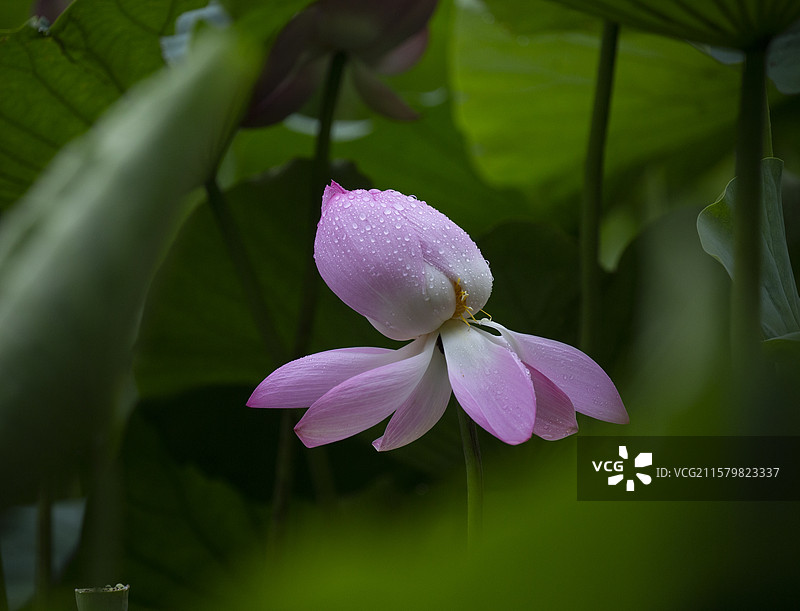 雨中荷花图片素材