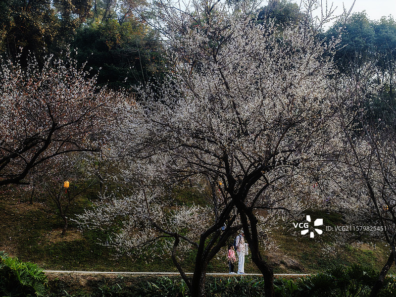 广州白云山梅花谷游人赏花图片素材