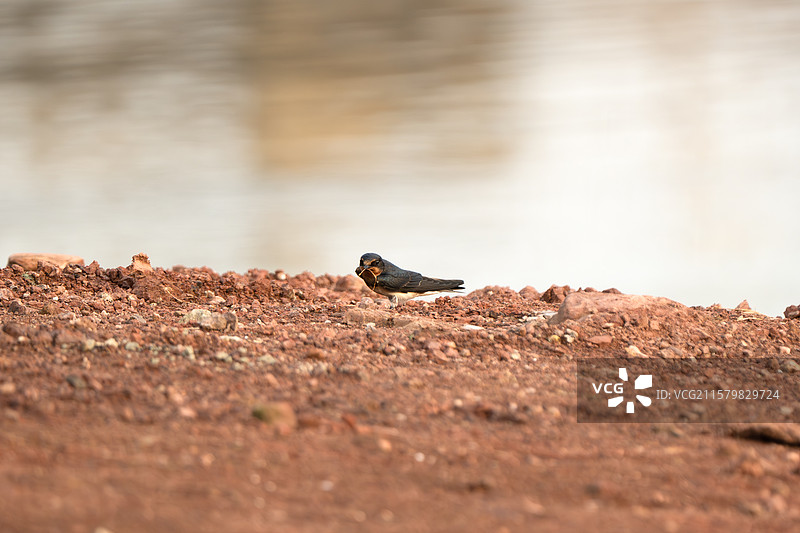 一只燕子在河边寻找筑巢材料图片素材