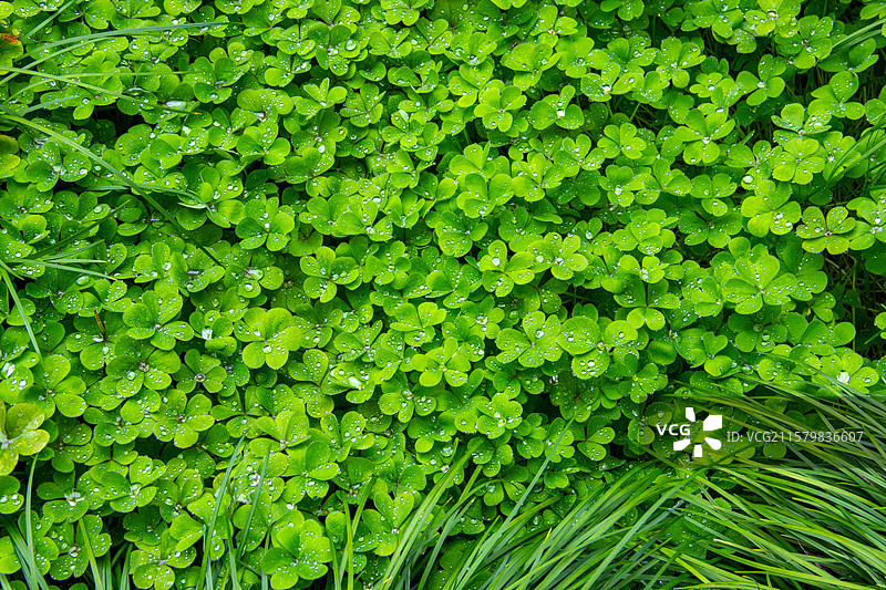 绿植景观 三叶草 酢浆草丛 细叶麦冬草丛图片素材