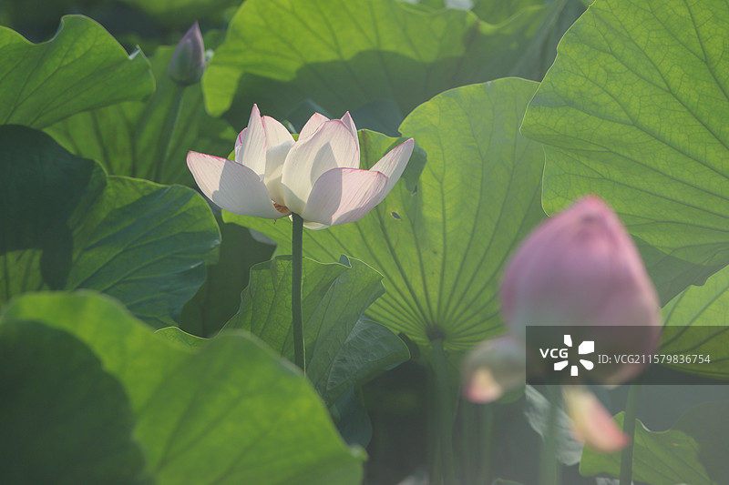 烟雾环绕中盛开的白色莲花和红色的荷花花苞图片素材