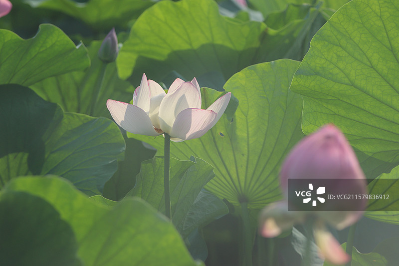 烟雾环绕中盛开的白色莲花和红色的荷花花苞图片素材