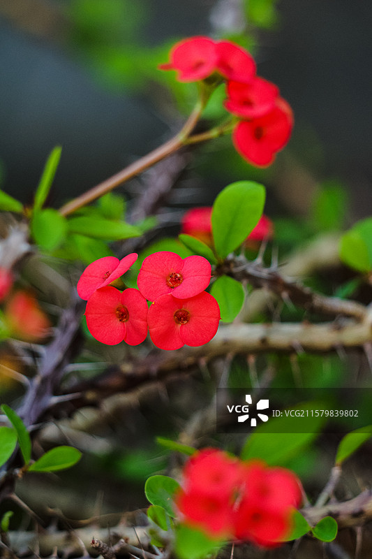天台绽放的铁海棠……图片素材