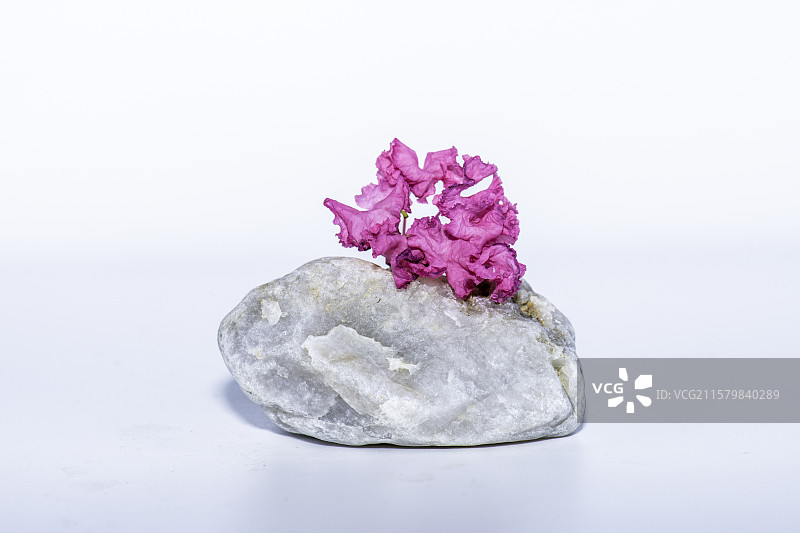 石上花开的禅意图片素材