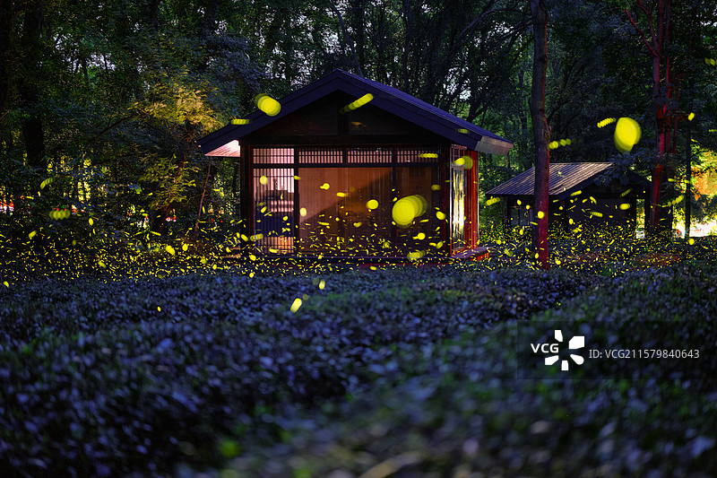中山陵茶园仲夏夜萤火虫飞舞图片素材