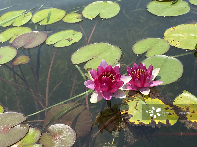 名贵的睡莲图片素材