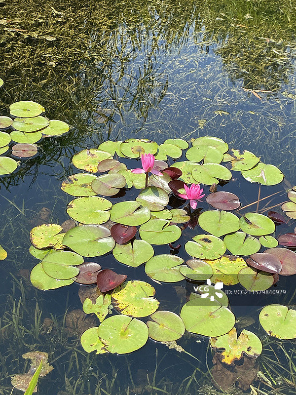 名贵的睡莲图片素材