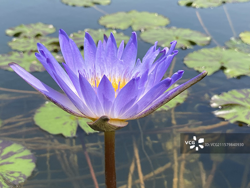 名贵的睡莲图片素材