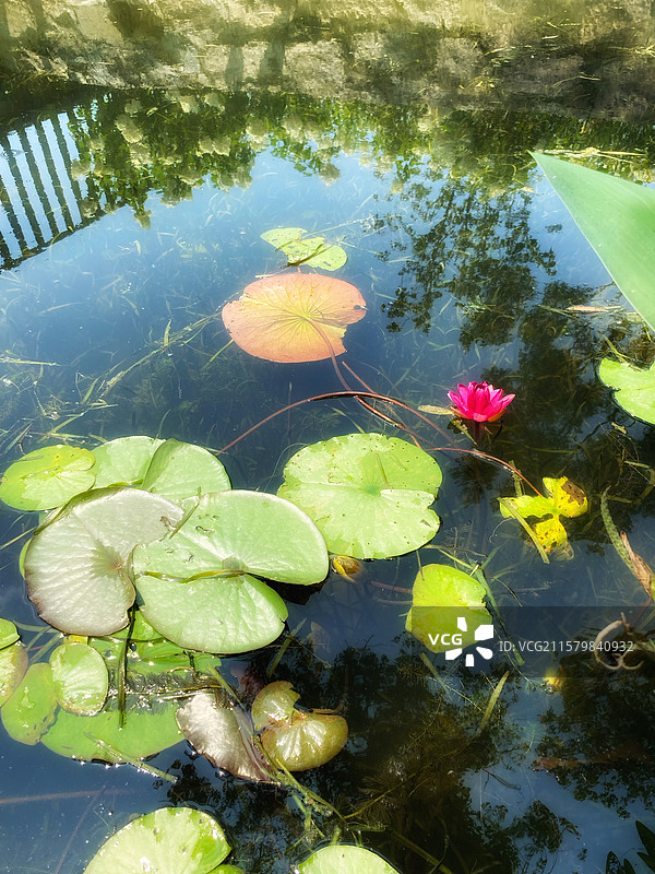 名贵的睡莲图片素材