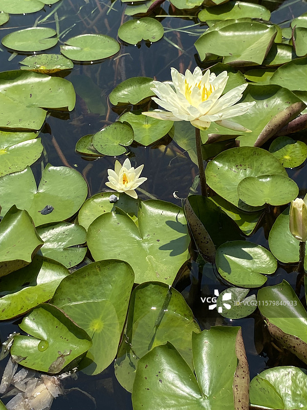 名贵的睡莲图片素材
