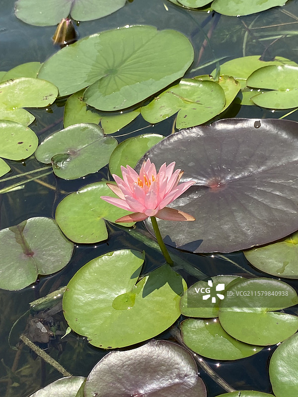 名贵的睡莲图片素材