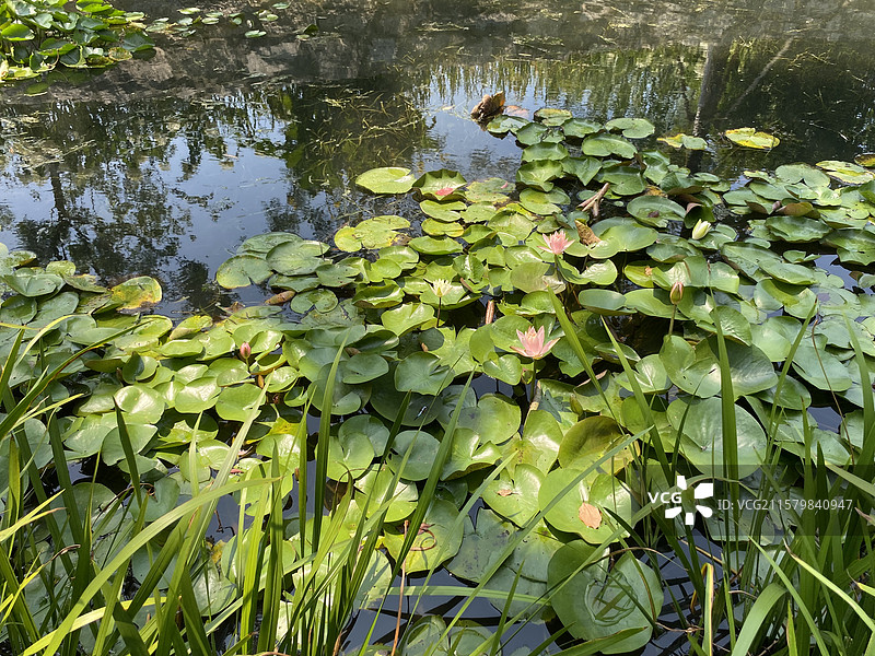 名贵的睡莲图片素材