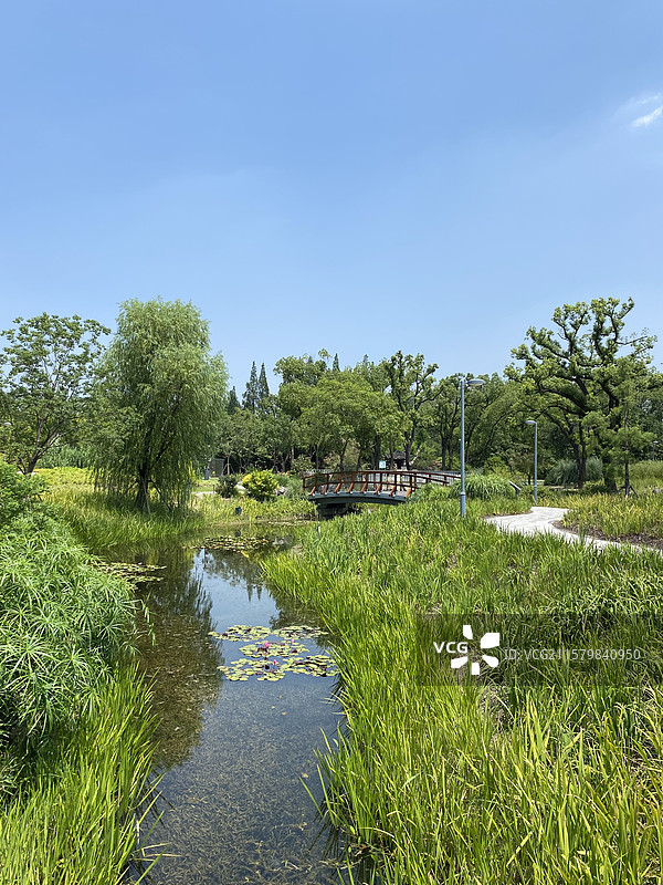名贵的睡莲图片素材