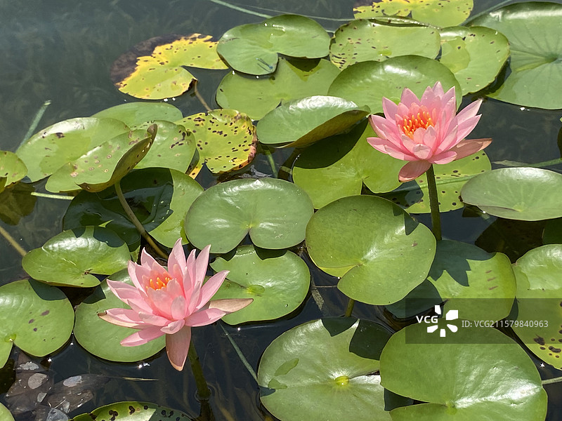 名贵的睡莲图片素材
