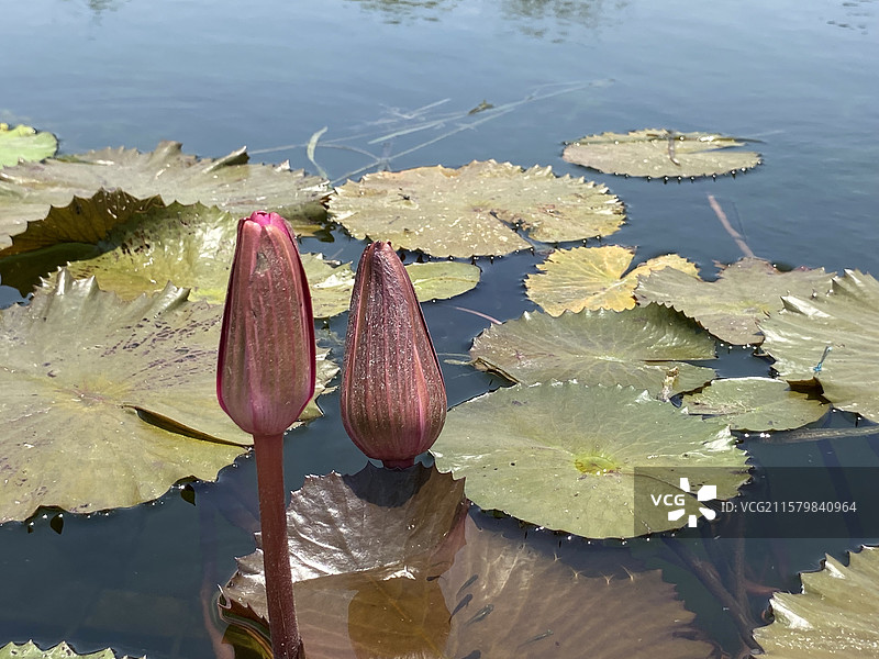 名贵的睡莲图片素材