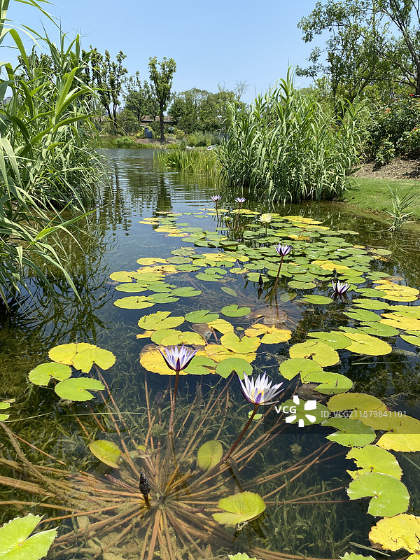 名贵的睡莲图片素材